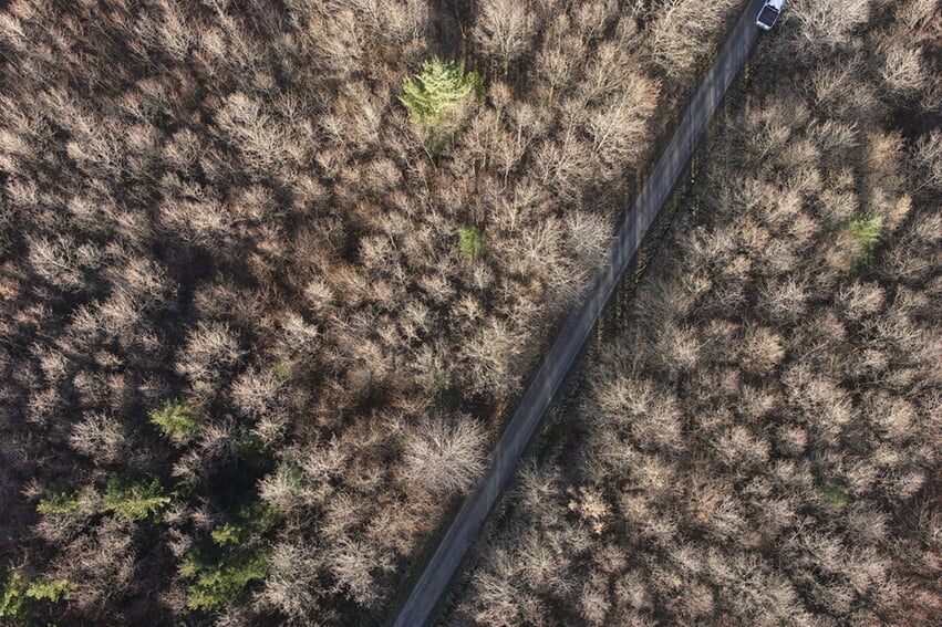 Im Gemeindewald Karlsbad wurden knapp 300 Hektar Wald von Sturm Lothar zerstört. Ihr Wiederaufbau war eine große Herausforderung für die Forstexpertinnen und -experten vor Ort. Heute befinden sich junge, laubholzreiche Mischbestände auf den ehemaligen Kahlflächen. Im Bild ist die klare Abgrenzung zwischen jungem Wald im Vordergrund und alten Bäumen im Hintergrund deutlich zu erkennen. Foto: Landkreis