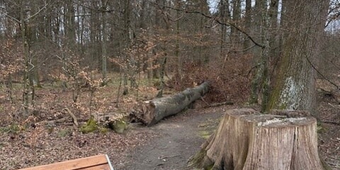 Warum bleibt ein Baumstamm ungenutzt im Ittersbacher Wald?