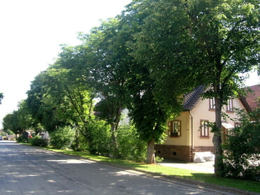 Kastanienallee